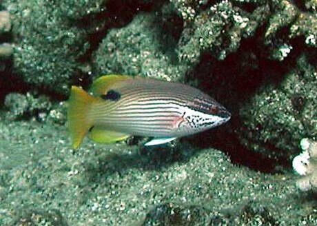 Bodianus bilunulatus