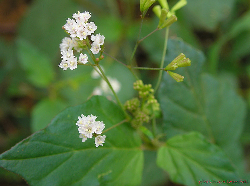 File:Boerhavia erecta L - Flickr - lalithamba.jpg