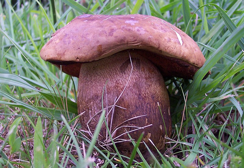 File:Boletus luridus in grass.JPG