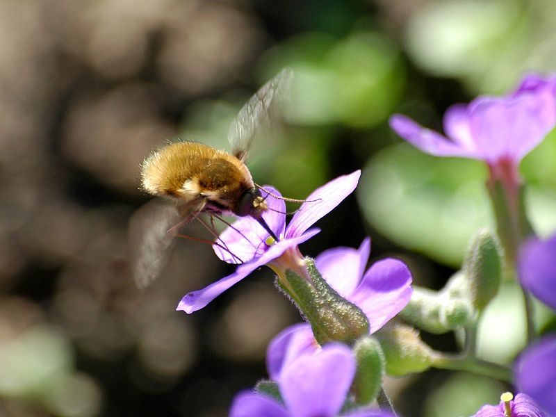 File:Bombylius major visiting flower.jpg