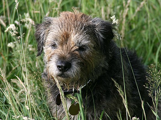 Border Terrier 2