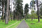 Miniatura para Bosque de San Carlos (Bogotá)