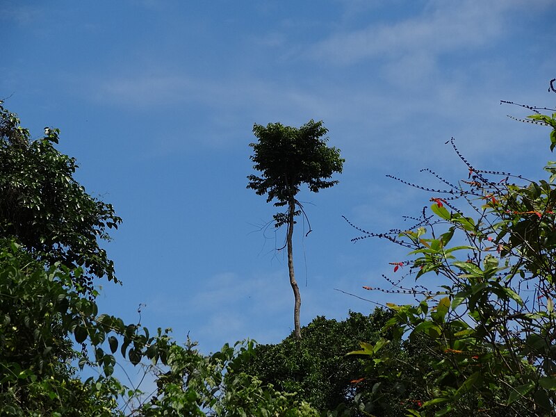 File:Botanical Garden of Peradeniya 24.JPG