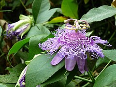 Cvijet Passiflora serratifola