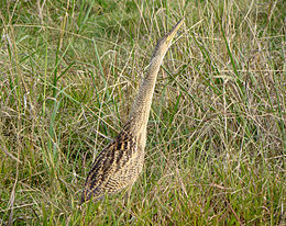 Pietų Amerikos baublys (  Botaurus pinnatus  )