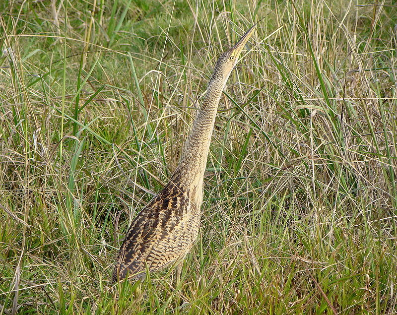 Botaurus pinnatus.jpg