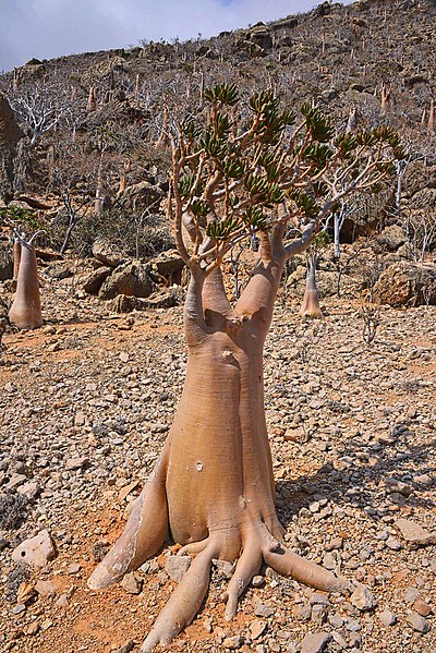 File:Bottle Tree, Socotra Is. (50918129817).jpg