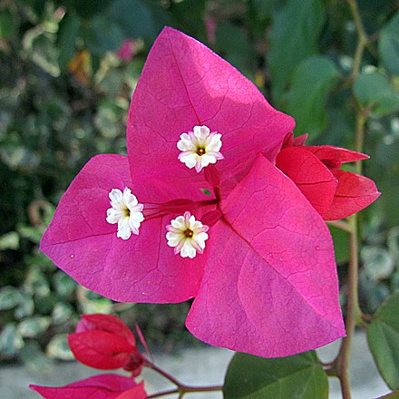 The large, colourful bracts of Bougainvillea are commonly mistaken for its petals.
