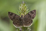 Bouvier's elfin (Sarangesa bouvieri) male.jpg