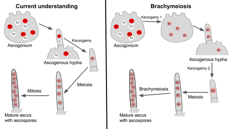 File:Brachymeiosis.png