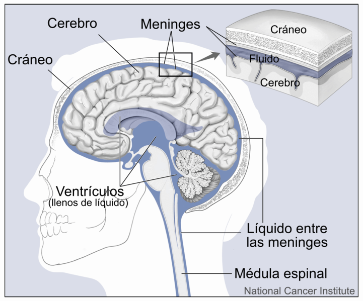 File:Brain and Nearby Structures-es.png