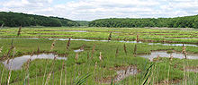 Atlantic coastal salt marsh Bride-Brook-Salt-Marsh-vs.jpg