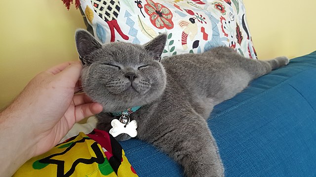 British Shorthair Wikiwand