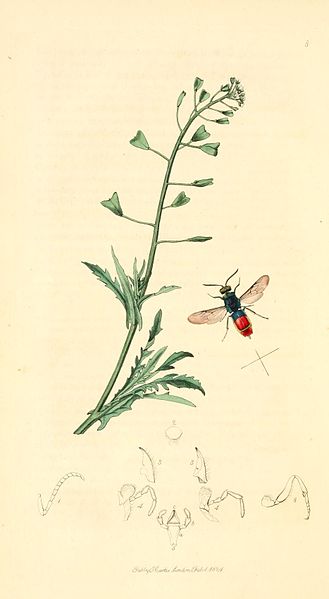 File:Britishentomologyvolume1Plate8.jpg