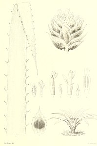 Bromeliaceae andreanae - description et histoire des broméliacées recueillies dans la Colombie, Ecuador et le Venezuela (1889) (19796545984) .jpg