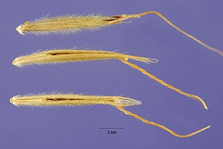 <i>Bromus berteroanus</i> Species of grass