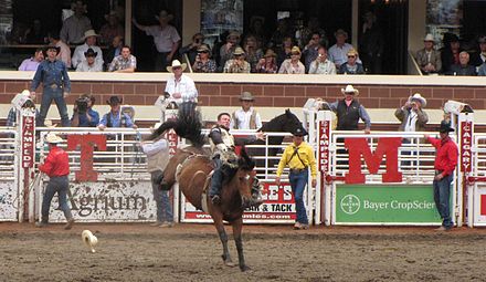 Bronco riding at the Calgary Stampede. The event is one of the world's largest rodeos
