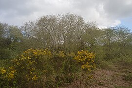 Broom in a cutting - geograph.org.uk - 5889768.jpg