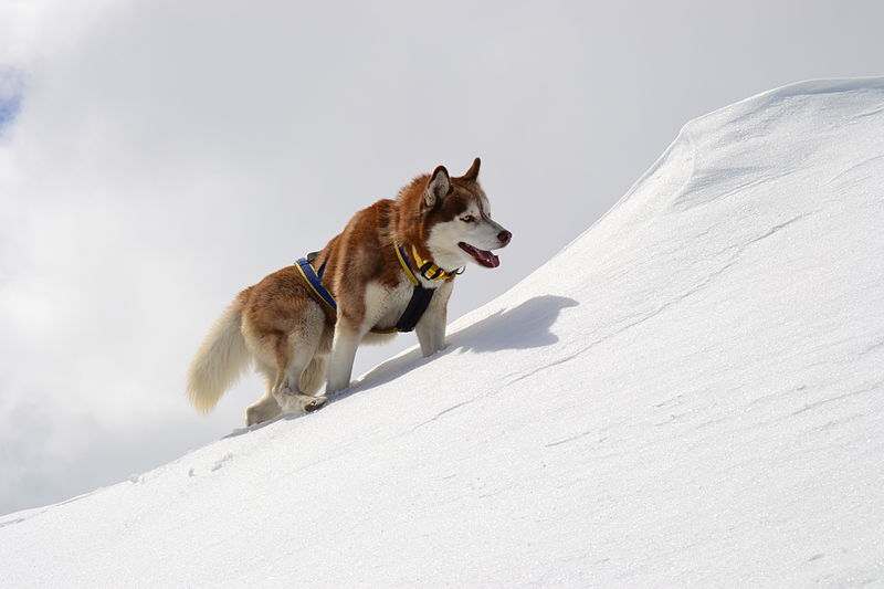 File:Brown-White Husky Climbing.JPG