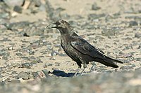 A brown-necked raven in Merzouga Brown-necked Raven - Merzouga - Morocco 07 3411 (22160964904).jpg