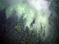 Brojni hladni izvori (odakle vjerojatno dolazi CO2) na obroncima podvodnog vulkana. Obratite pažnju na zgusnuća oko pare sumpora.