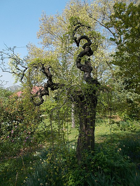 File:Budai Arborétum. Felső kert. Fehér eperfa (Morus alba). - Budapest XI. kerület.JPG