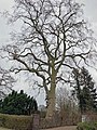 Einzelbaum