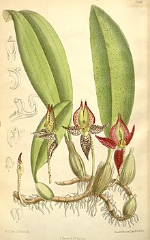 Bulbophyllum macranthum.jpg