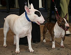 Jogos Do Cão De Bull Terrier Do Inglês Com Uma Bola Imagem de