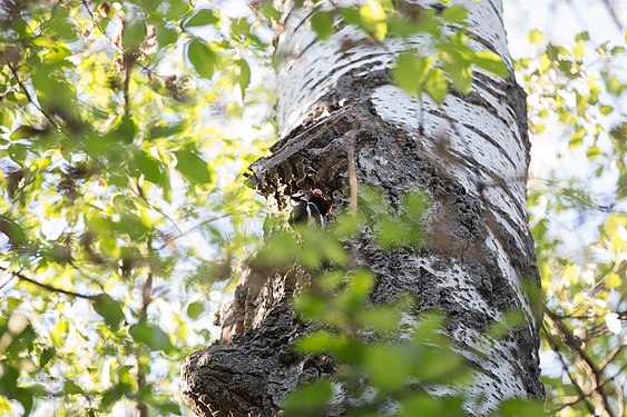 Dendrocopos major in Lobau, Vienna