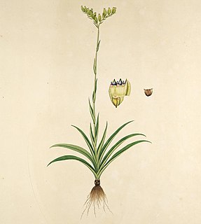 Burmanniales Extinct order of flowering plants