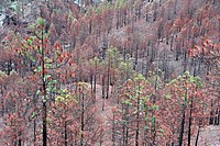 Skog som återhämtar sig efter den stora skogsbranden 2007 som halverade beståndet av grancanariablåfinken i kärnområdet.