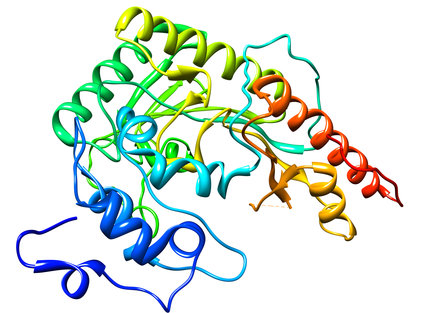 The M-subunit of creatine kinase. In skeletal muscle, creatine kinase exists predominantly in dimers containing two M-subunits, also referred to as "CK-MM".