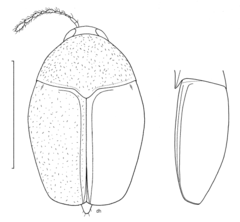 Description de l'image COLE Staphylinidae Scaphisoma hanseni.png.