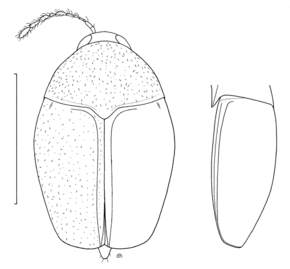 Kuvaus COLE Staphylinidae Scaphisoma hanseni.png -kuvasta.