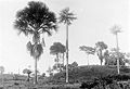 Corypha-palmen (Corypha utan) tussen Lho Seumaweh (km 251) en Bireuen (km 193).