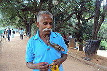 A man with an Indian palm squirrel (Funambulus palmarum) CUTE FRIENDSHIP.JPG