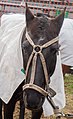 * Nomination: Horse showed in La Rural, Palermo, Argentina --Ezarate 14:30, 31 July 2018 (UTC) * Review Too bright -- Spurzem 17:42, 31 July 2018 (UTC)  Done Ezarate 12:36, 1 August 2018 (UTC)