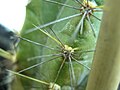 A high-res, macro mode picture of my Grandpa's Cactus's spines.