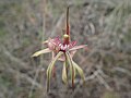 Caladenia doutchiae