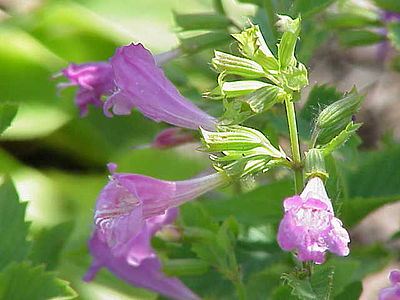 Clinopodium grandiflorum