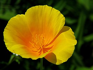 California poppy