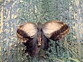 Caligo oileus (C. & R. Felder, 1861)