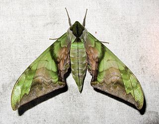 <i>Callambulyx junonia</i>