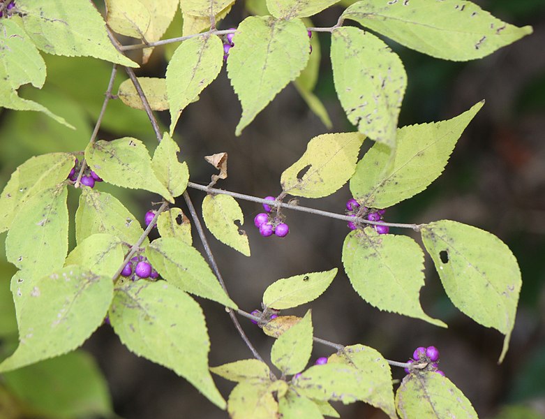 File:Callicarpa mollis s4.jpg