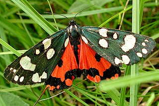 <span class="mw-page-title-main">Scarlet tiger moth</span> Species of moth