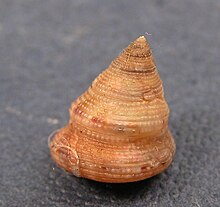 Calliostoma leanum 002.jpg