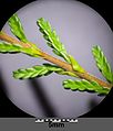 Kaluno (Calluna vulgaris) - bsprono kun folioj