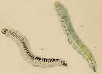 Larvae Caloptilia elongella larvae.JPG