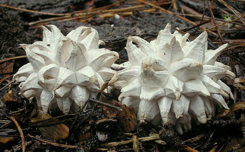 File:Calvatia sculpta (Harkn.) Lloyd 225947.jpg